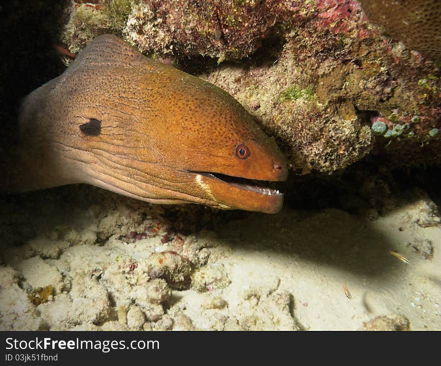 Big and common underwater snake