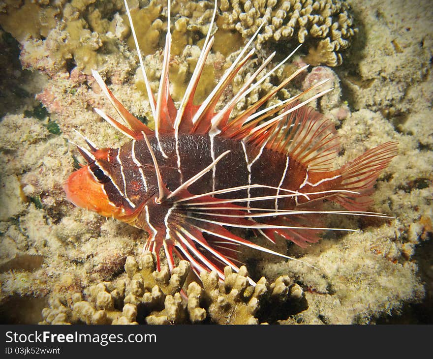 Red lionfish on coral reef