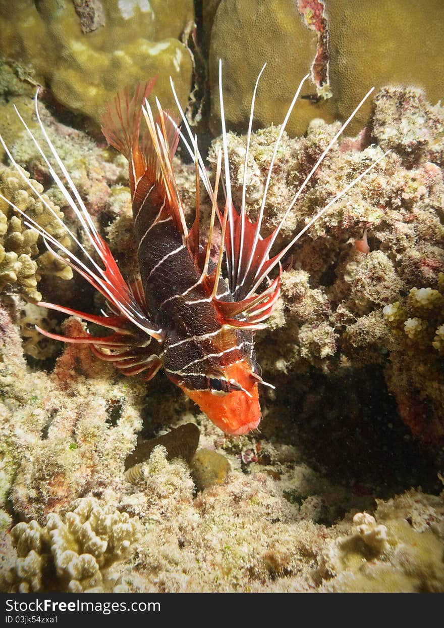 Lionfish portrait