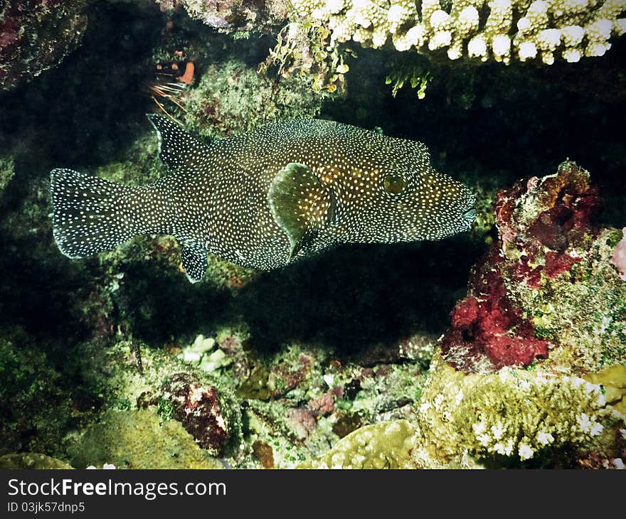 White spotted puffer fish living in the coral reef (Indian ocean). White spotted puffer fish living in the coral reef (Indian ocean)