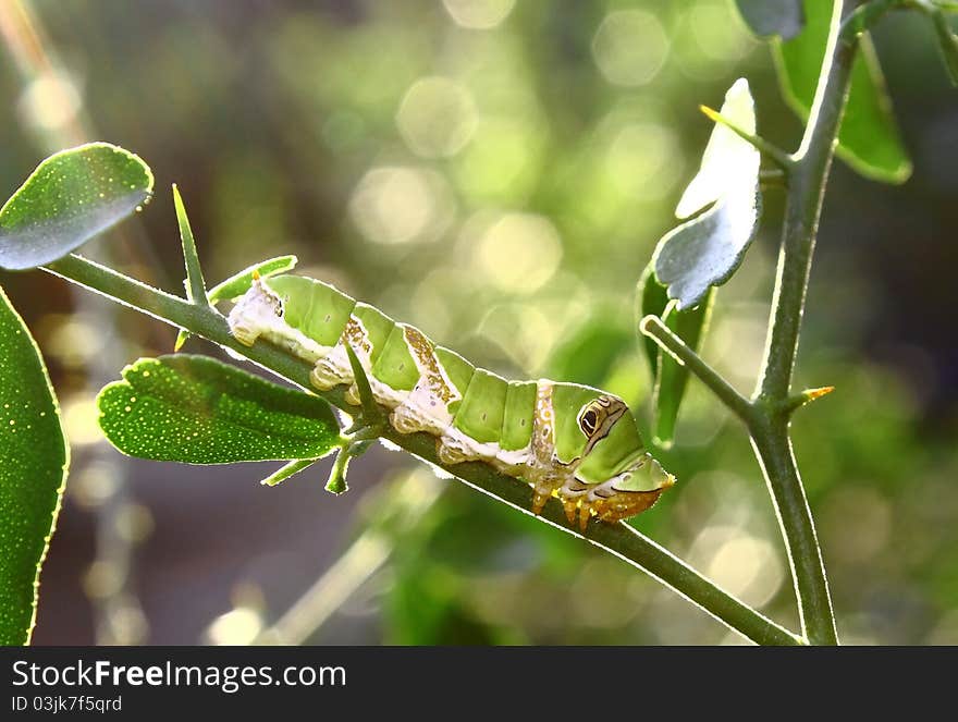 The larvae of caterpillars are green leaves. The larvae of caterpillars are green leaves.