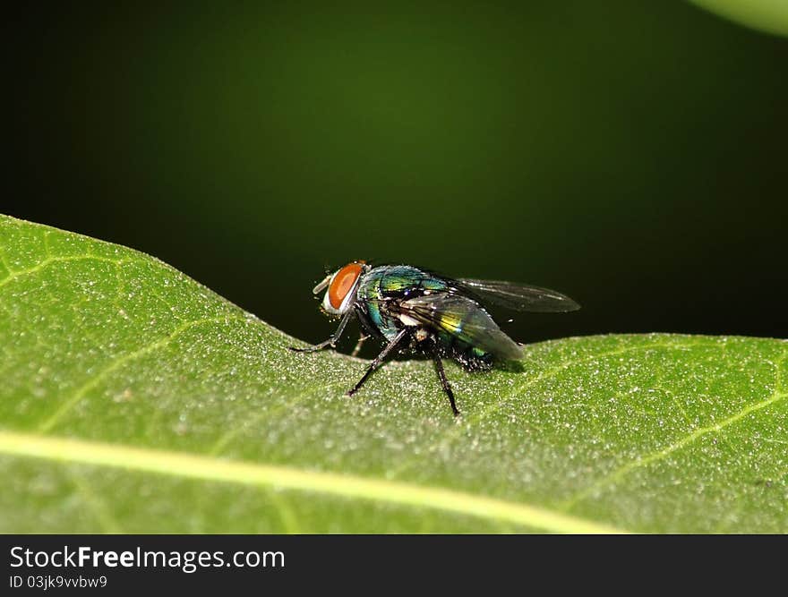 Fly on leaf with green background