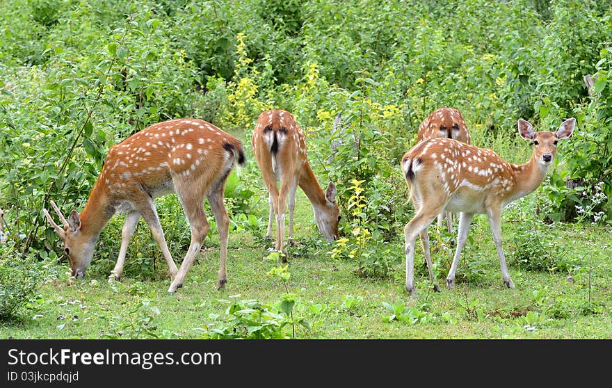 Sika deer herd