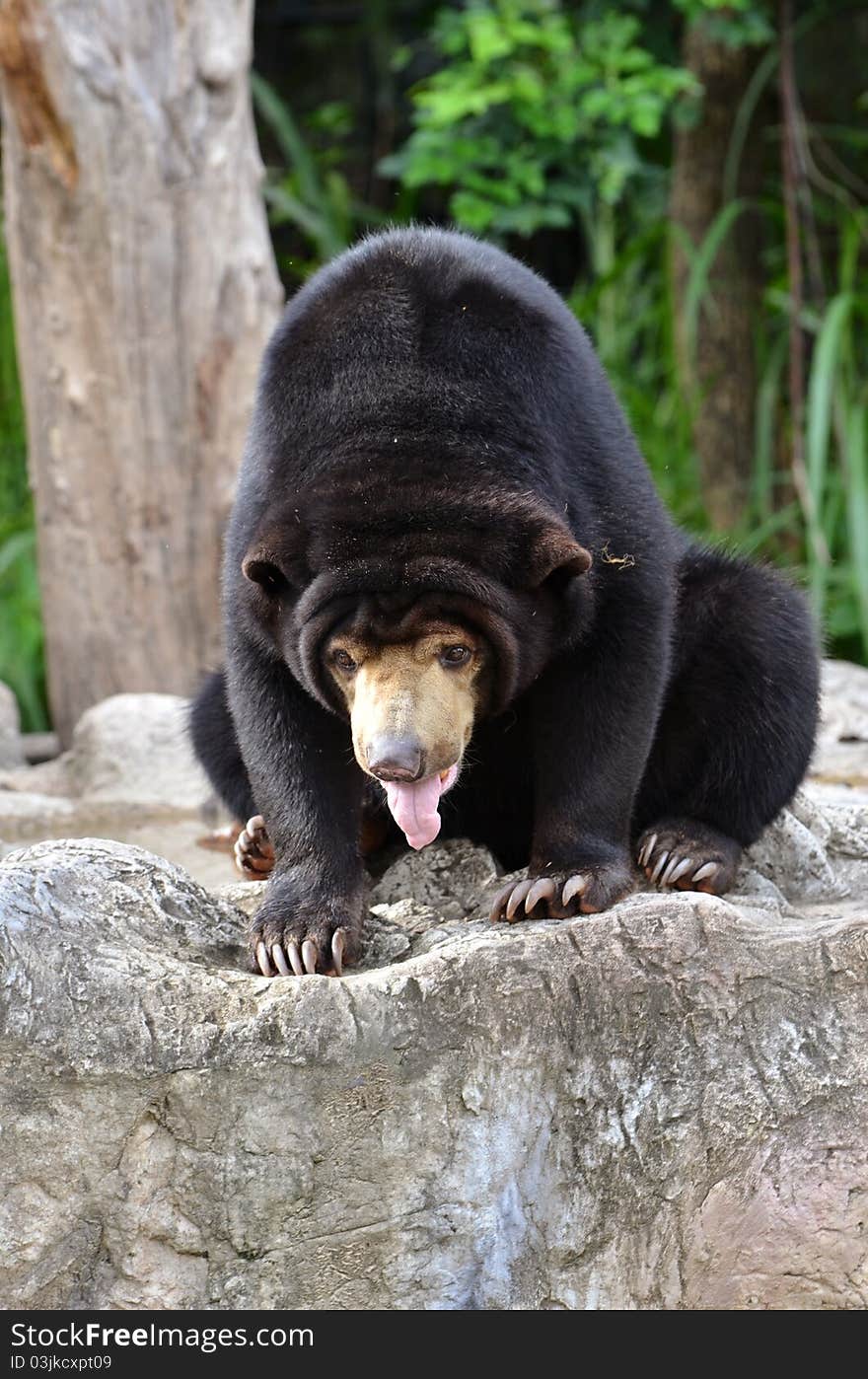 Malayan sun bear,the largest bear in the world