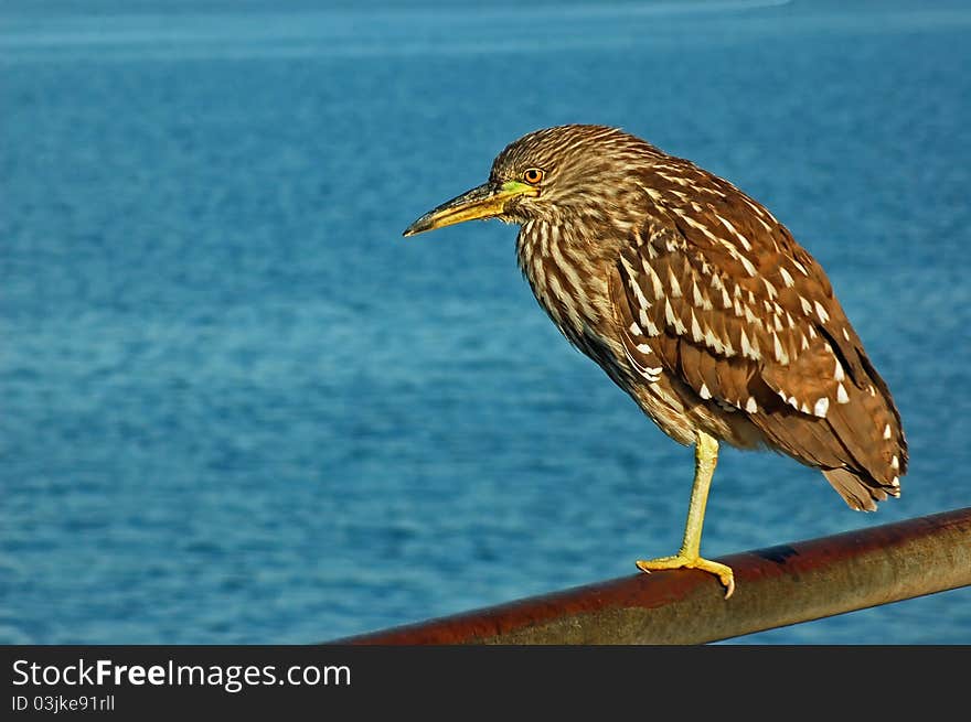 A Black-Crowned Night Heron balancing on one leg, while tucking it's other under a Wing. A Black-Crowned Night Heron balancing on one leg, while tucking it's other under a Wing.