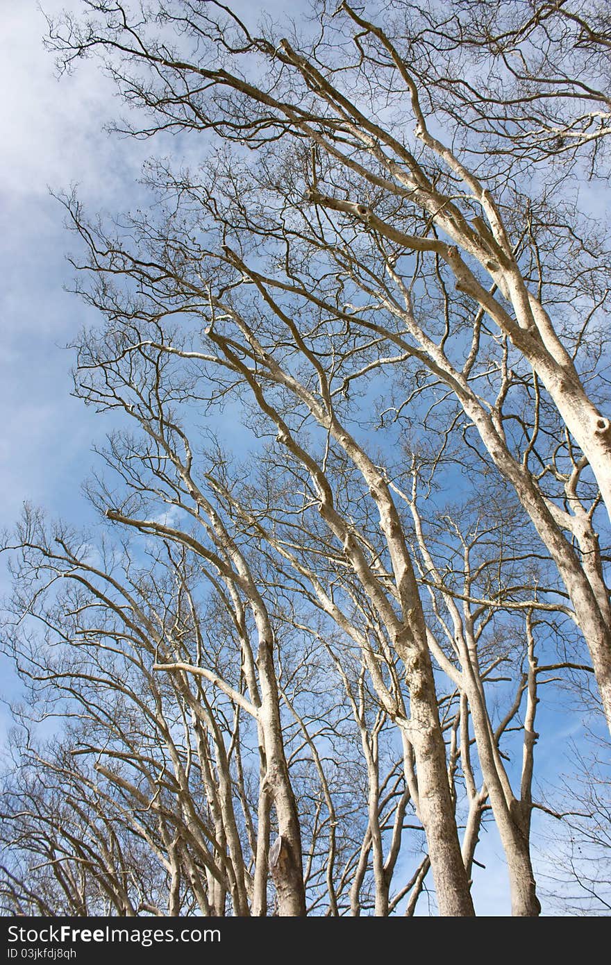 Trees and blue sky