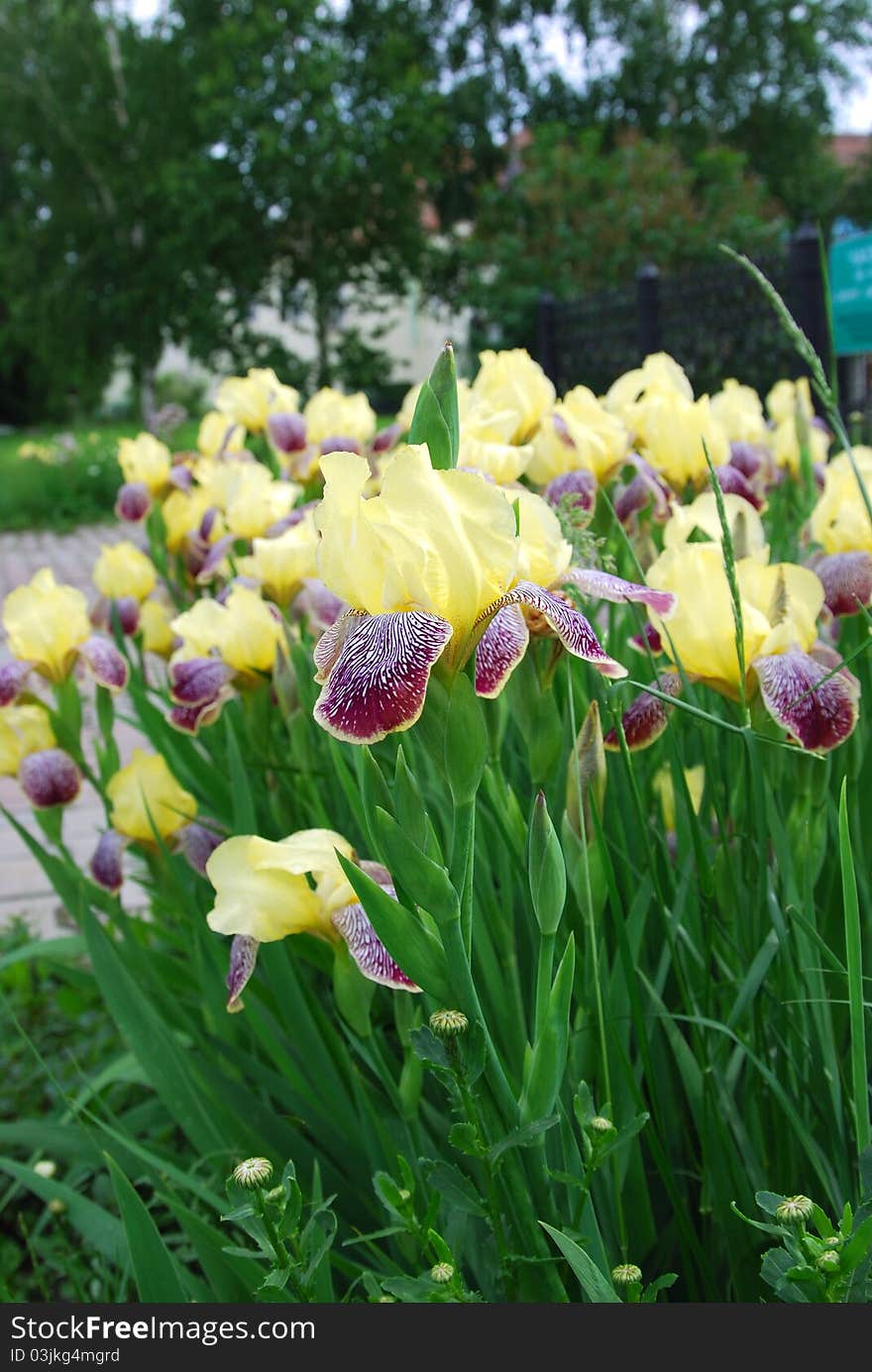 Yellow iris flowers in summertime