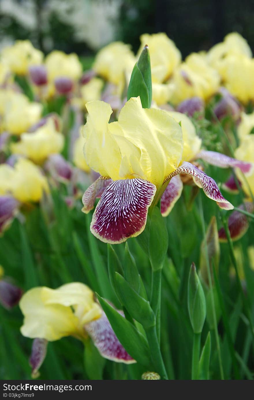 Yellow iris flower in summertime