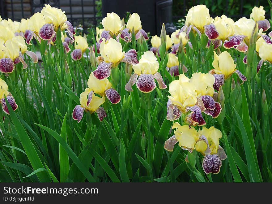 Yellow iris flowers in summertime