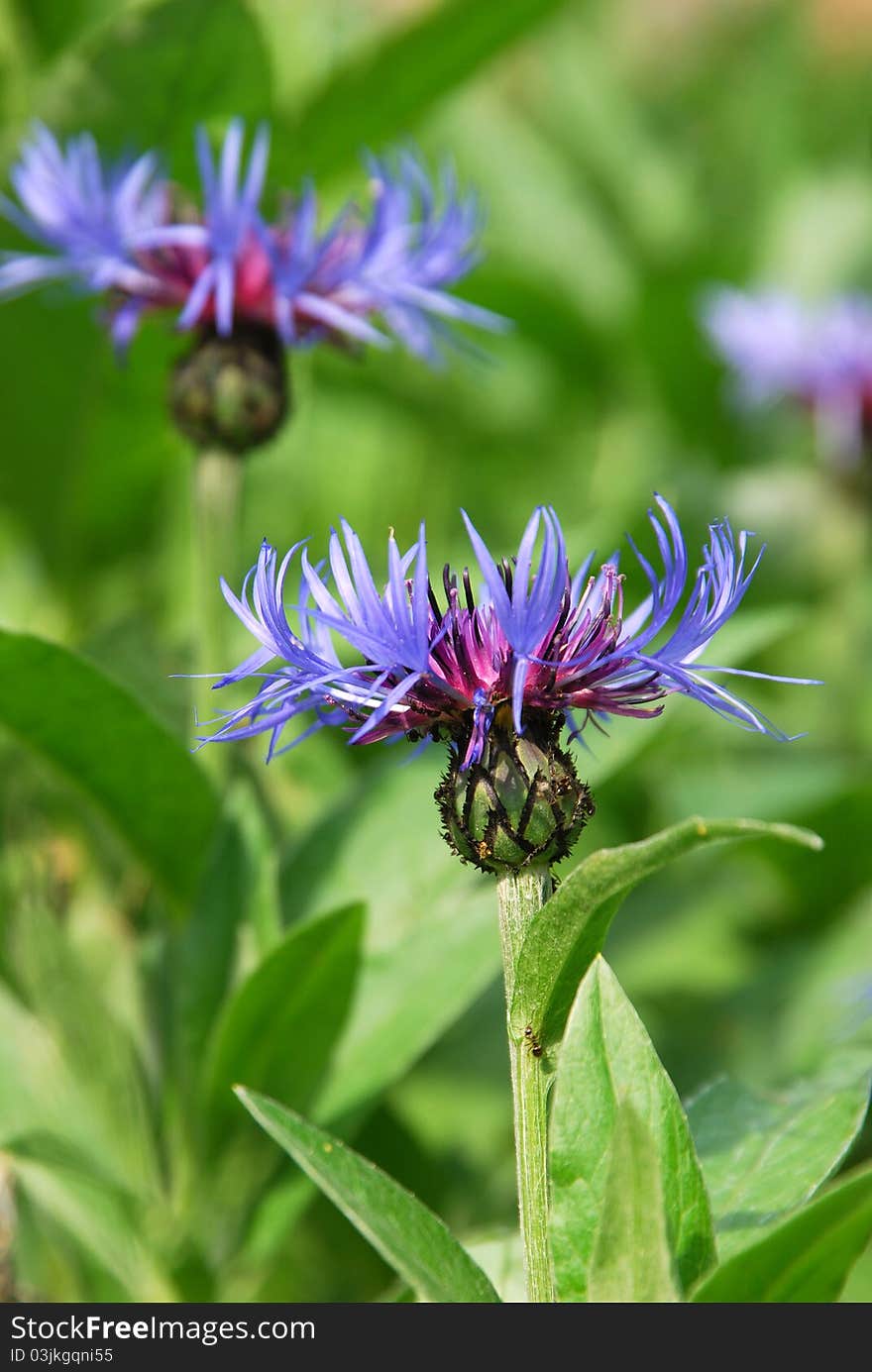 Cornflowers