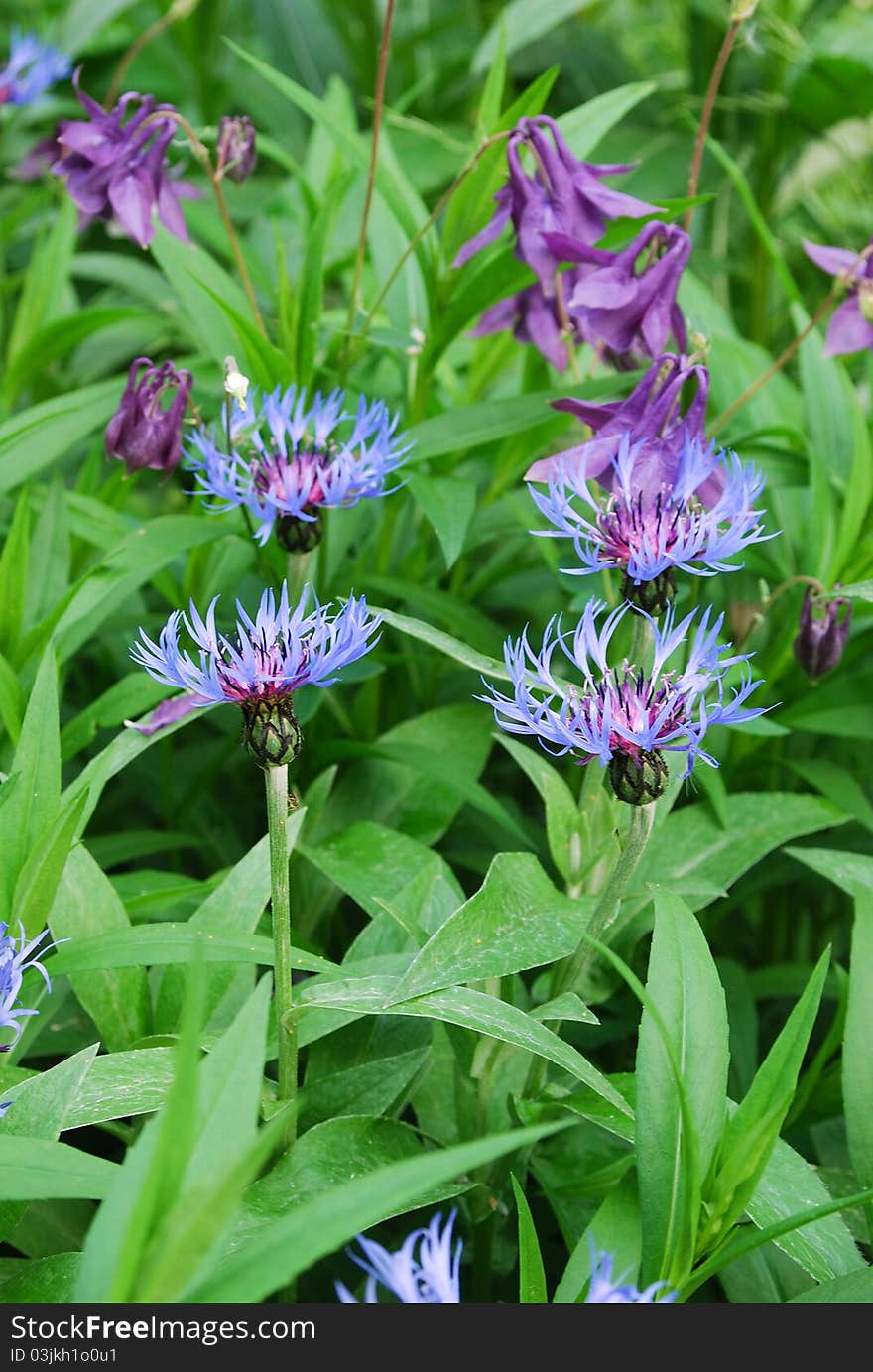 Cornflowers