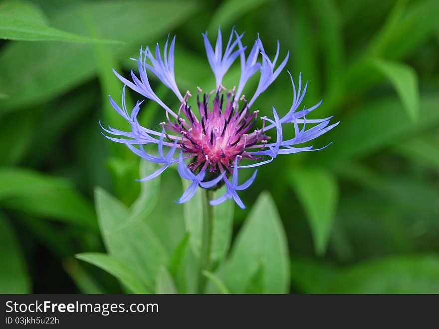 Cornflower