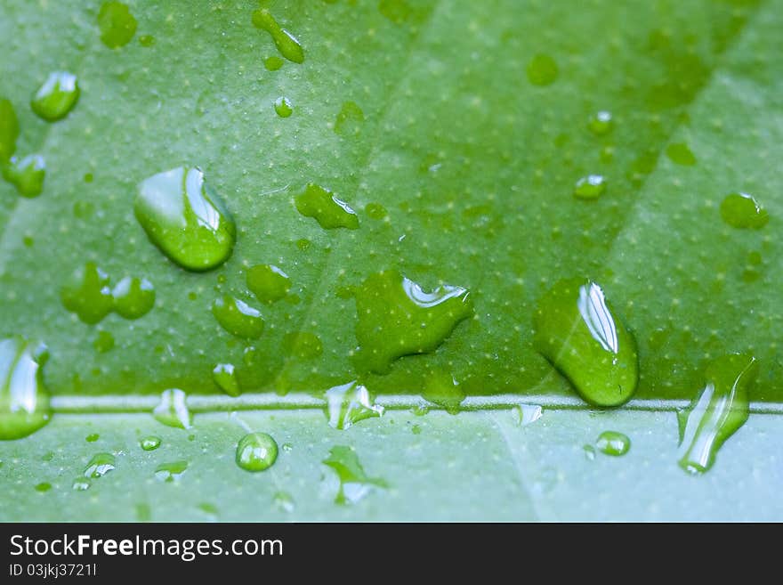 Green leaf with drops visible. Macro shot.