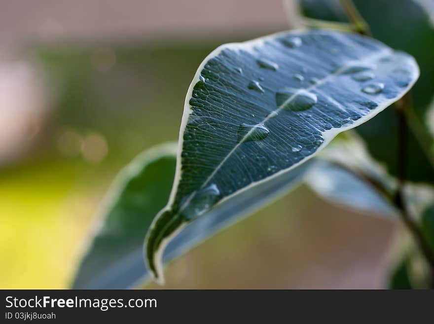 Green leaf with drops visible. Space for text available.