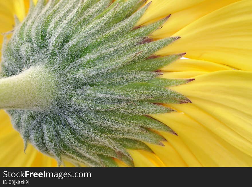 Macro of beautiful yellow flower