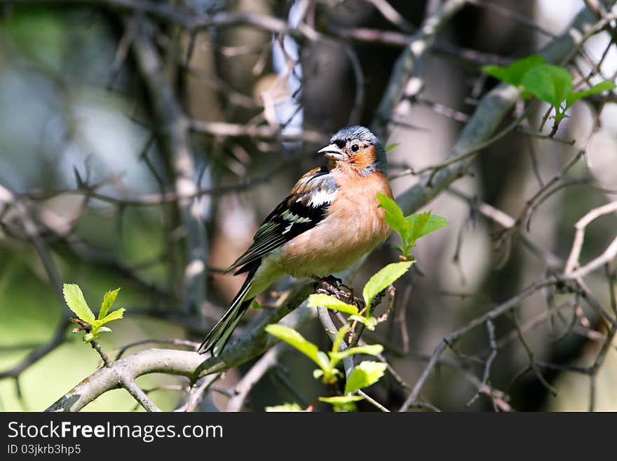 Chaffinch male in forest