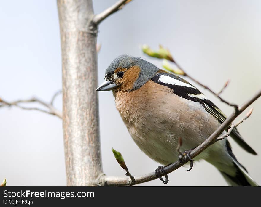 Chaffinch on tree close up