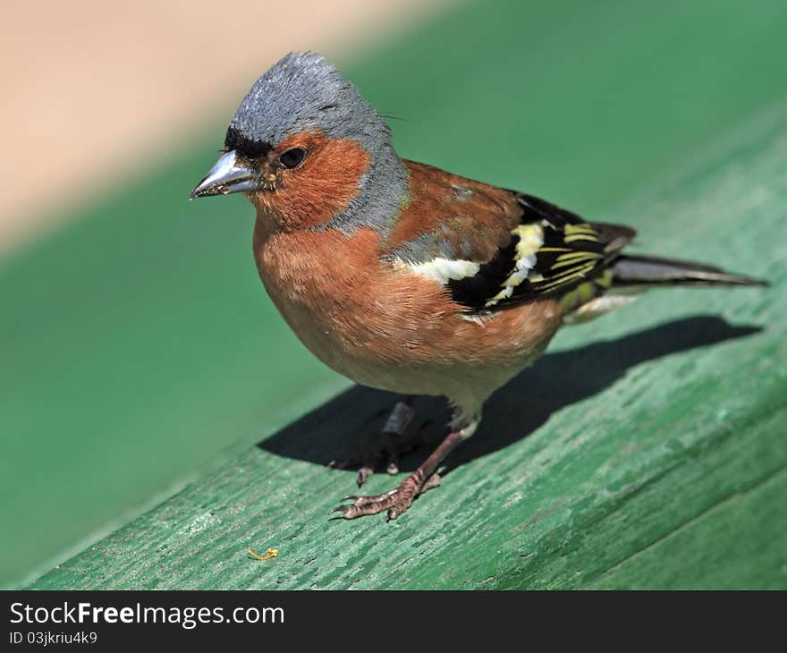 Chaffinch male portrait