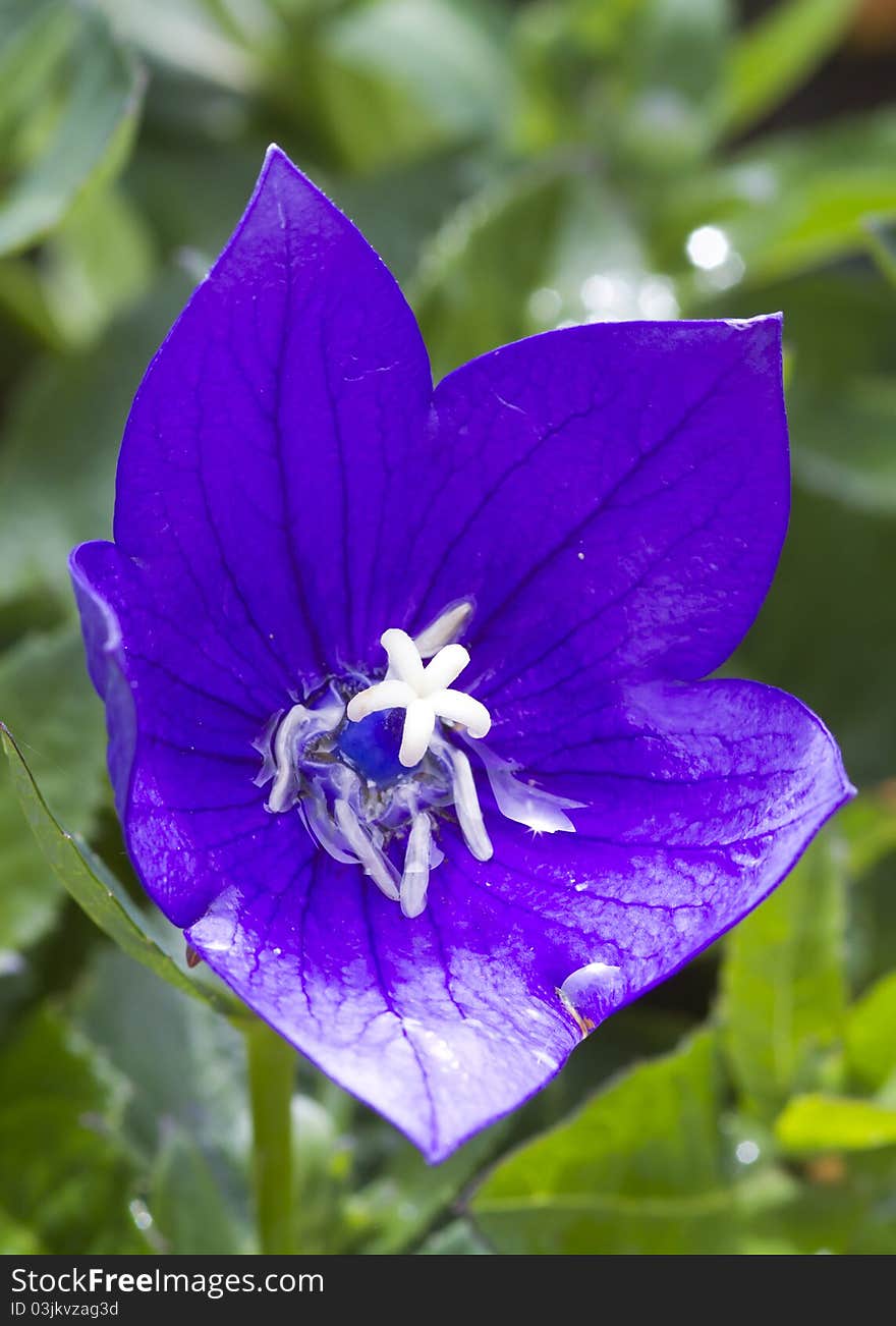 Purple Flower