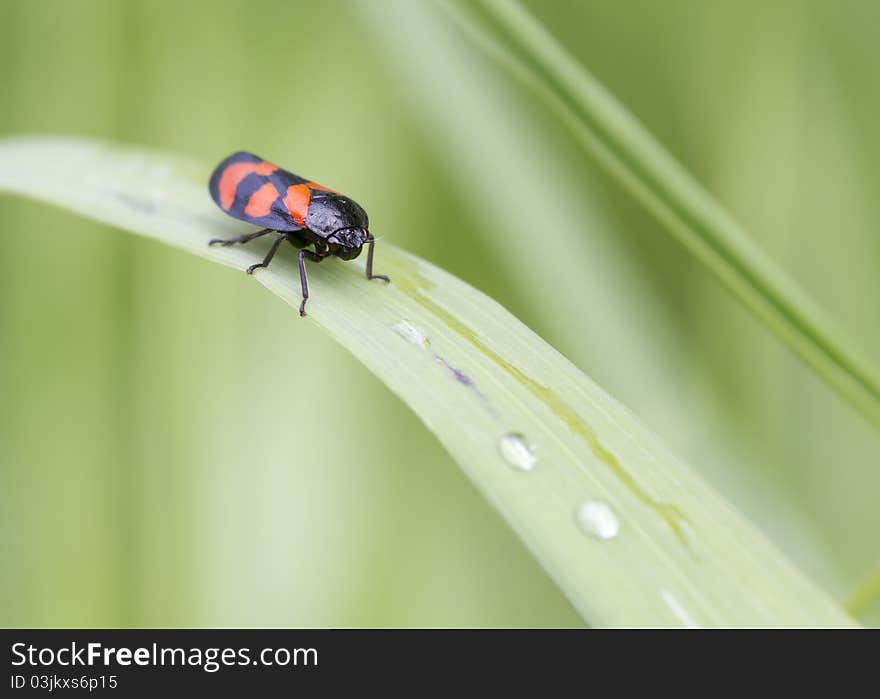 Red and Black Froghopper ( Cercopis vulnerata )