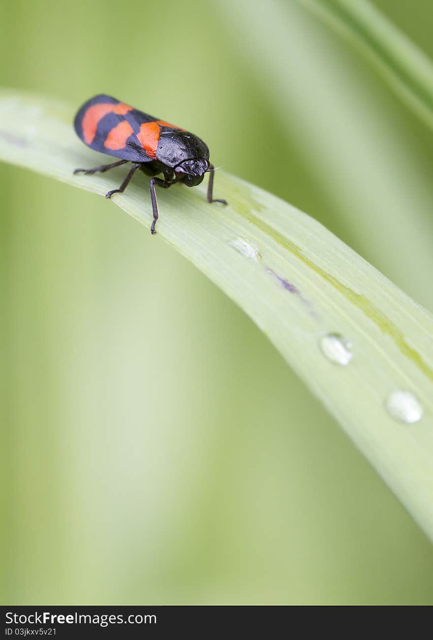 Red and Black Froghopper ( Cercopis vulnerata )