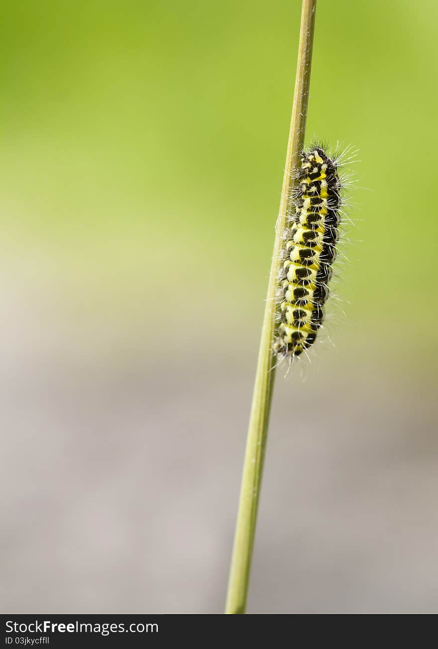 5-spot Burnet Caterpillar on a reed stem