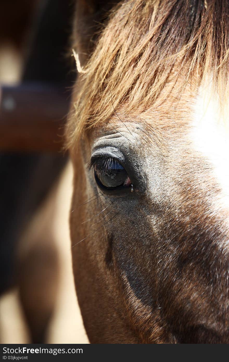 Brown horse`s eye with white mark