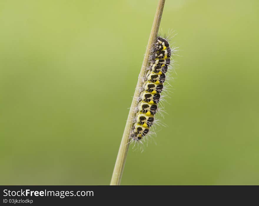 5-spot Burnet Caterpillar on a reed stem