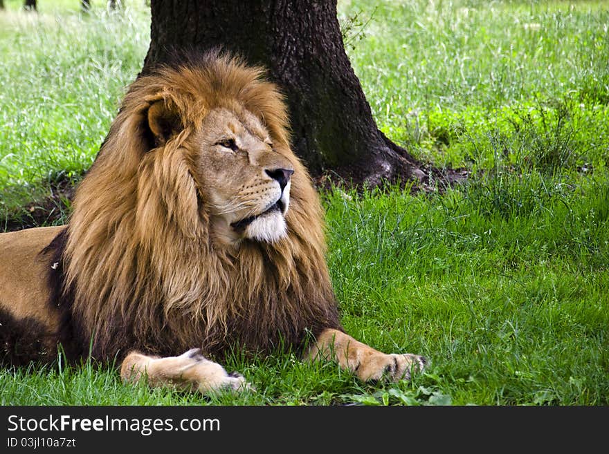 A male lion resting in the shade of a tree, lying on the grass. A male lion resting in the shade of a tree, lying on the grass