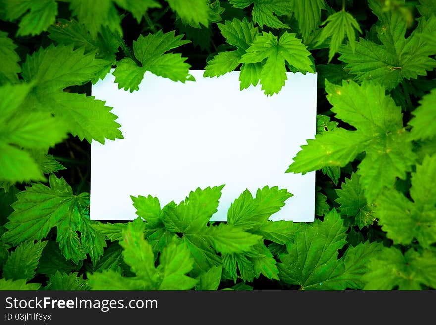 Blank white card surrounded by leaves