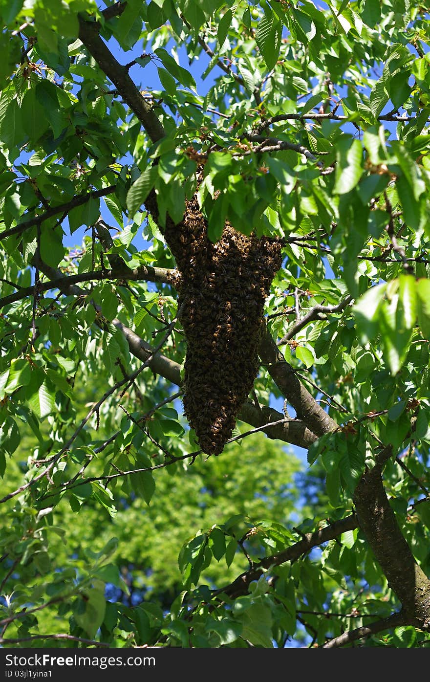 Bee swarm on the tree