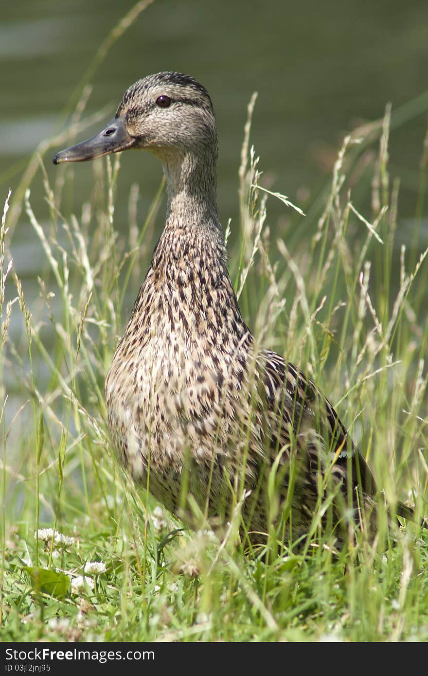 Female duck standing near water.