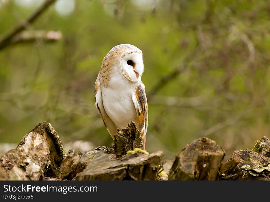 Barn Owl At Rest On A Tree Stump