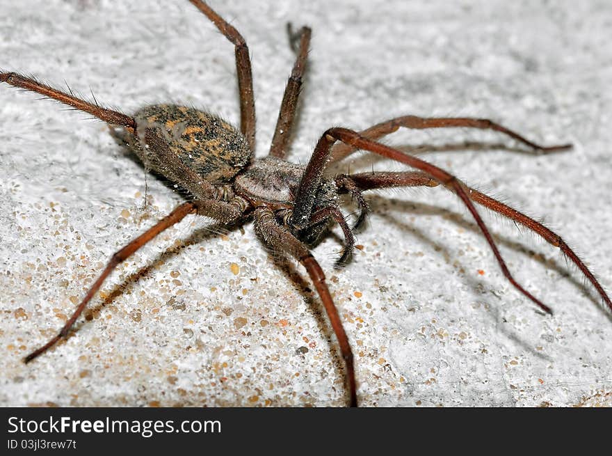 Photo shows a spider on the wall. Picture taken at close range.