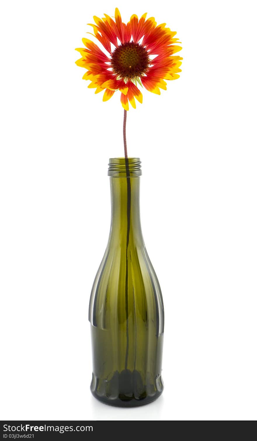 A flower is in a bottle