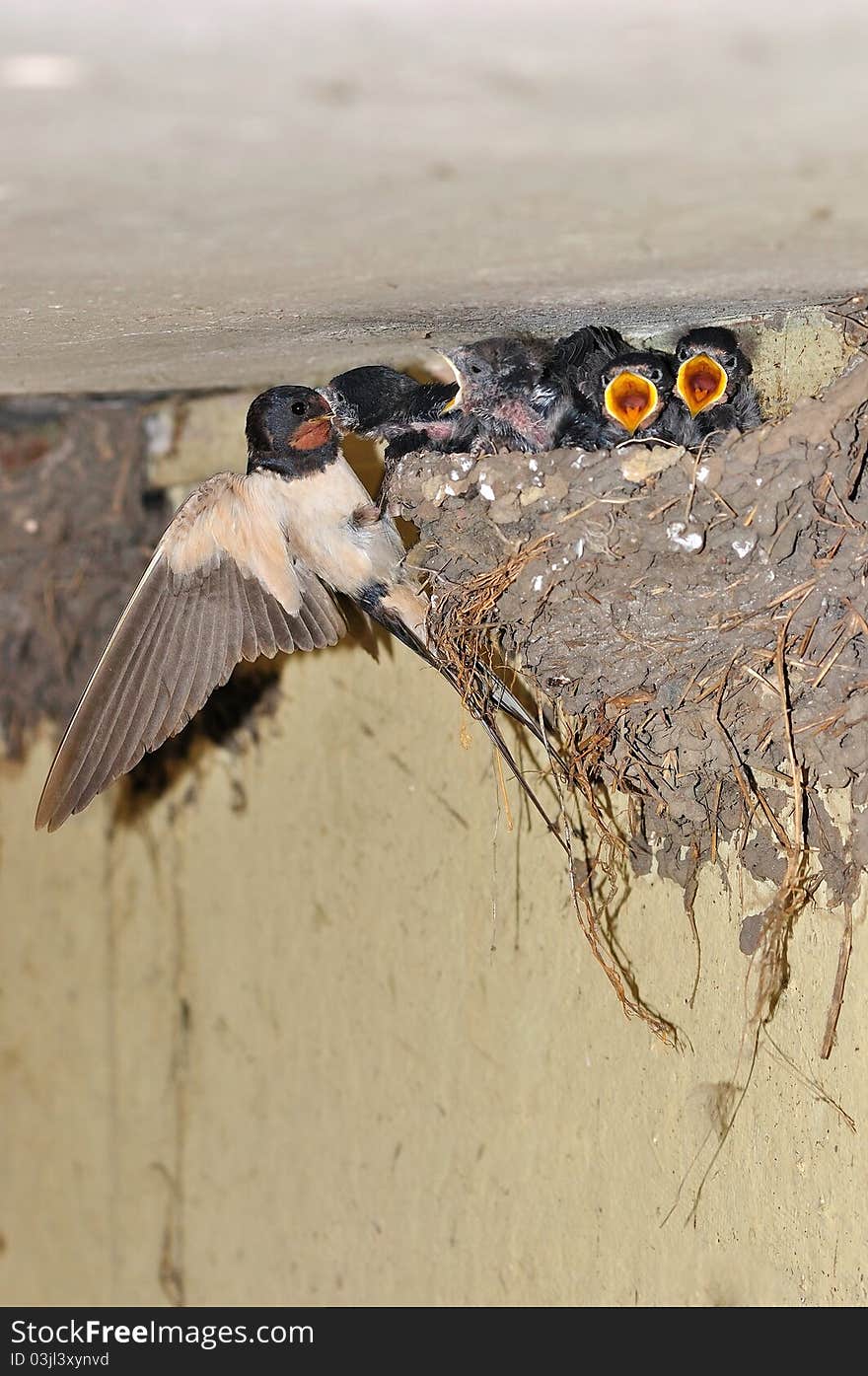 The photo shows the moment as the swallow feeds her one of the chicks in the nest. The photo shows the moment as the swallow feeds her one of the chicks in the nest.