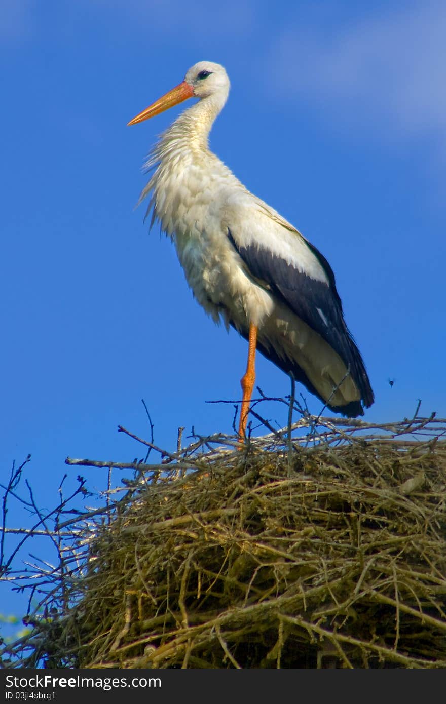 Stork in the nest