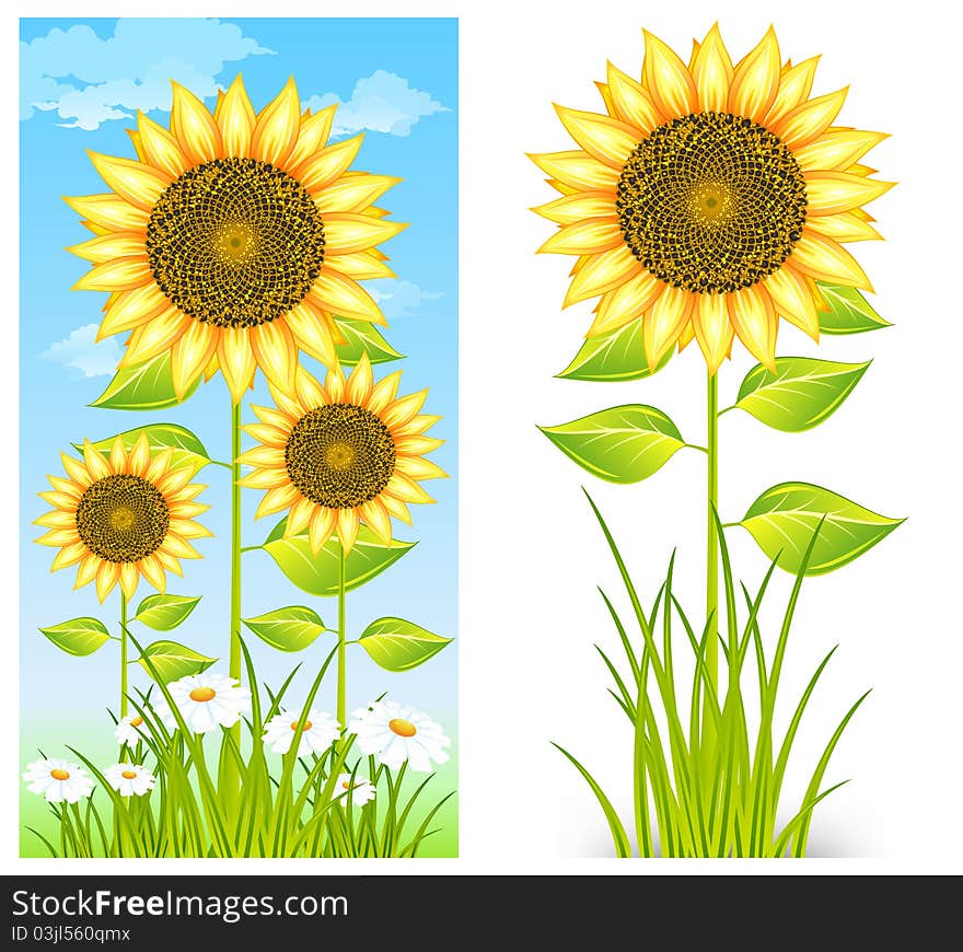 Big flower yellow sunflowers and grass on blue background,  illustration. Big flower yellow sunflowers and grass on blue background,  illustration