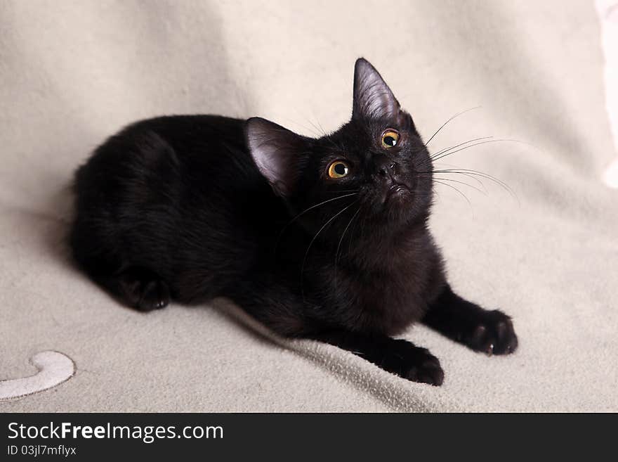 Black kitten on a light blanket