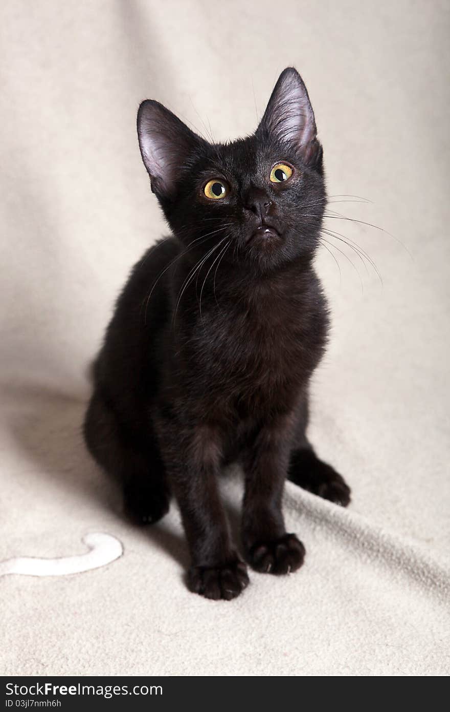 Black kitten on a light blanket