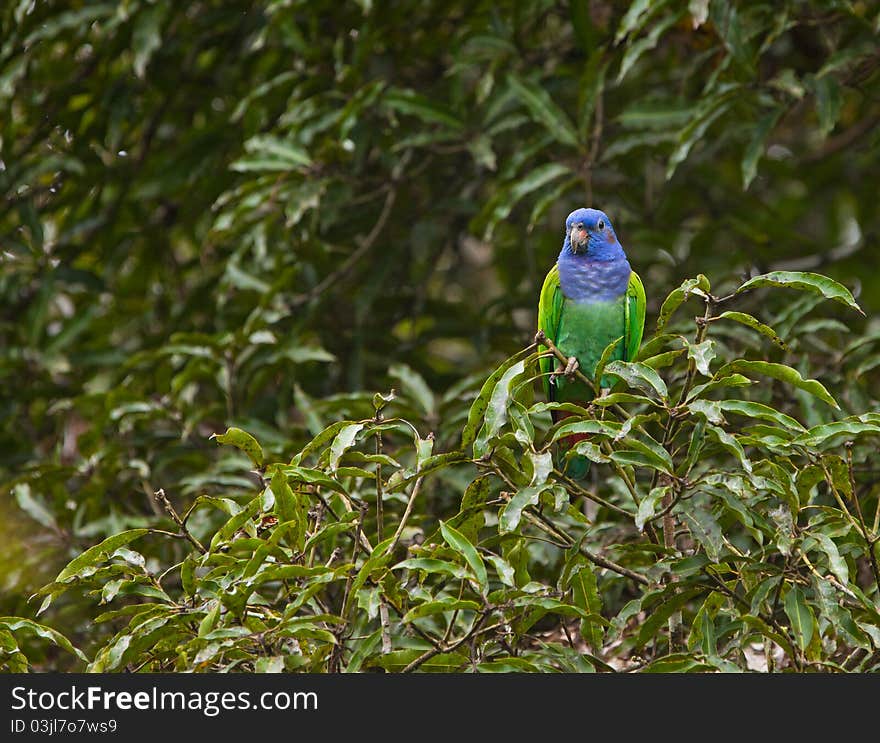 A Blue-headed Parrot Under The Rain