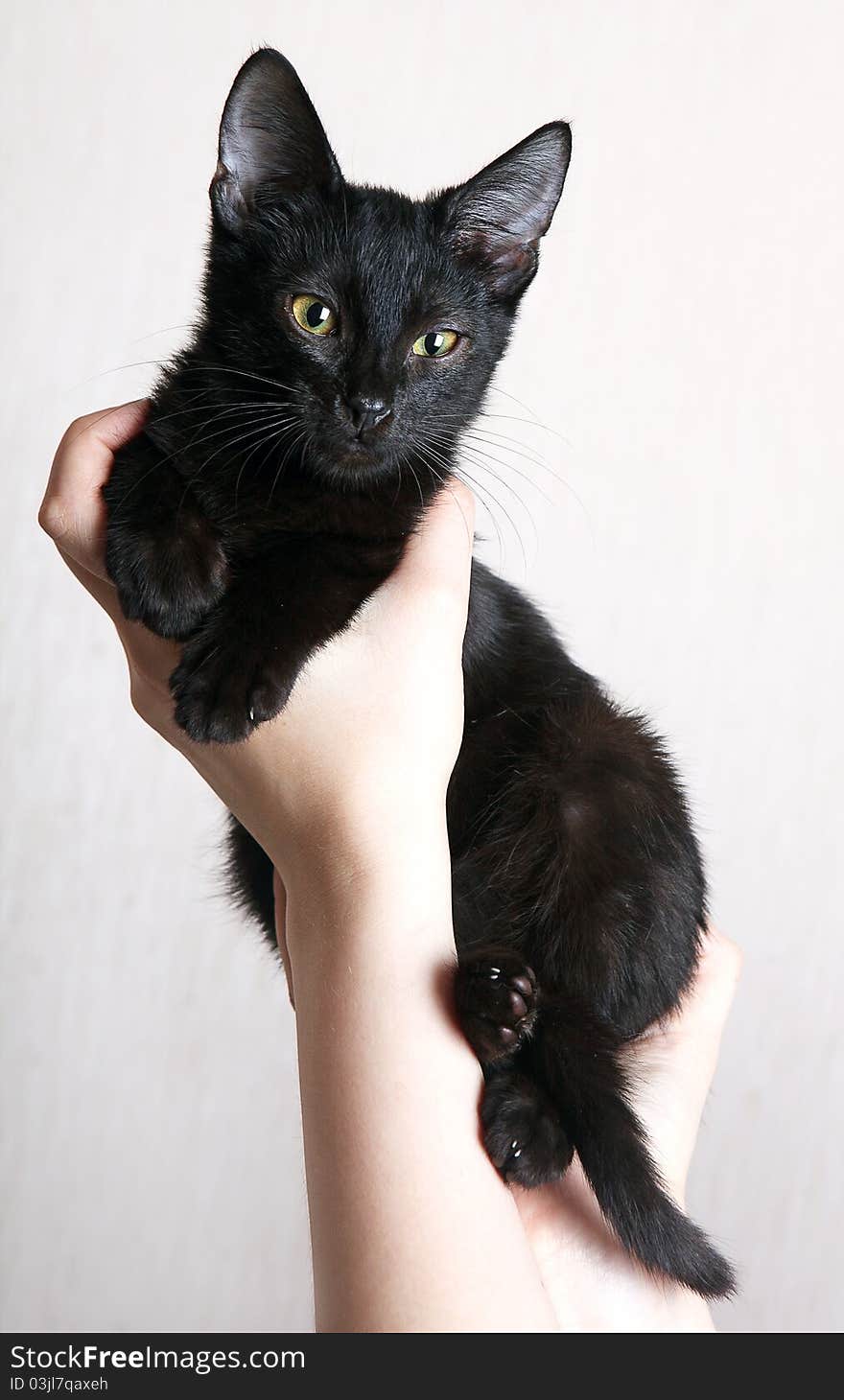 Black kitten on a light blanket