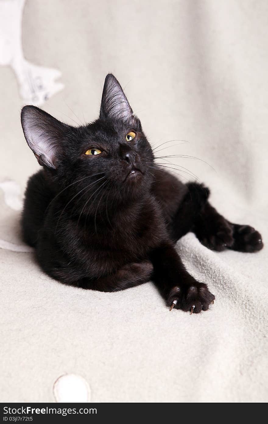 Black kitten on a light blanket