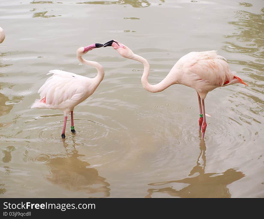 Two pelicans on a background