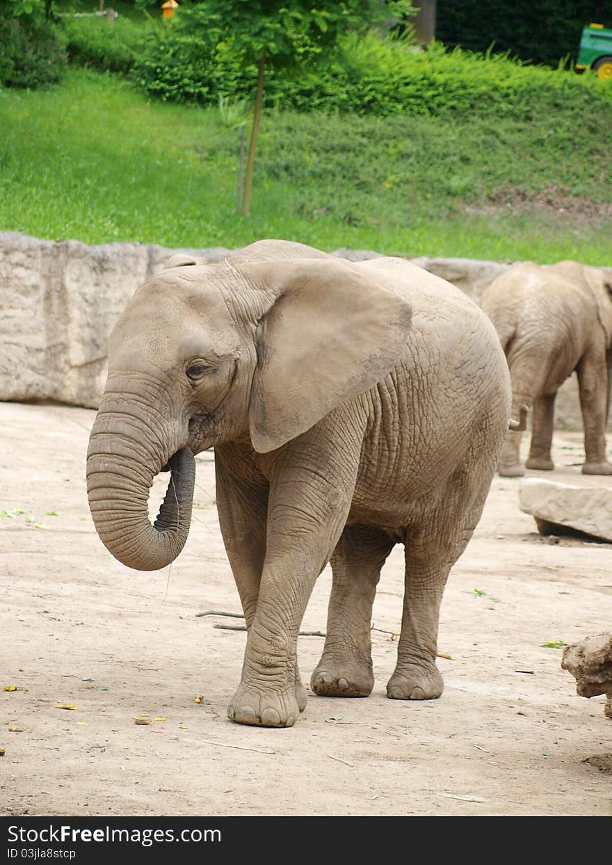 Two elephants on a background