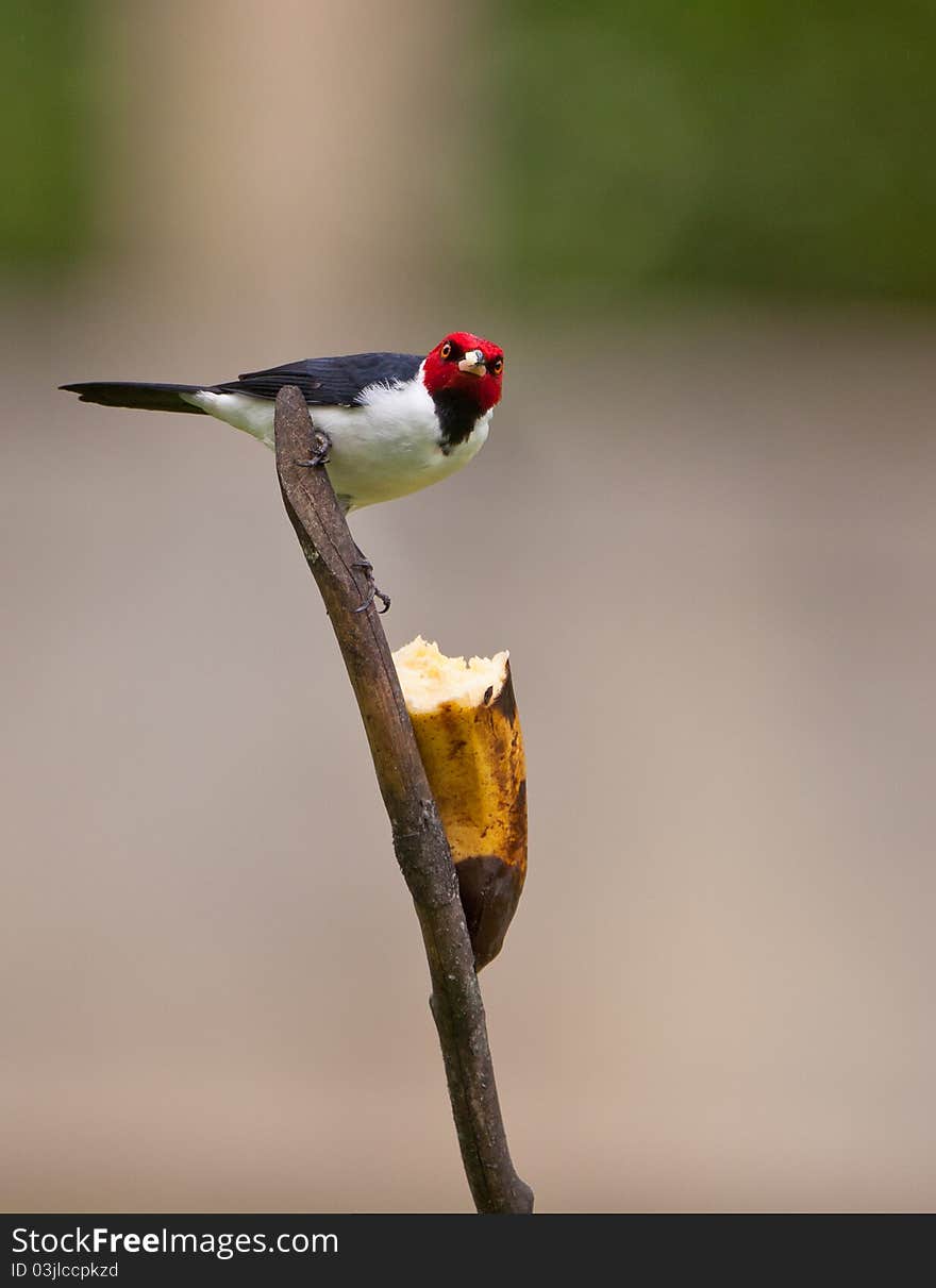 A Red-capped Cardinal (Paroaria gularis) enjoys a banana. A Red-capped Cardinal (Paroaria gularis) enjoys a banana.