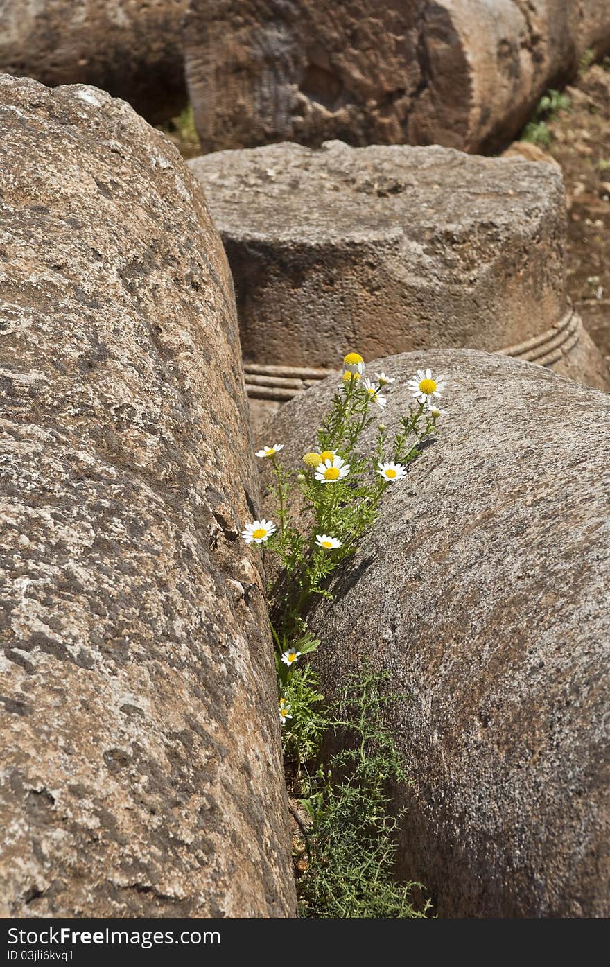 Daisies Among Roman Ruins