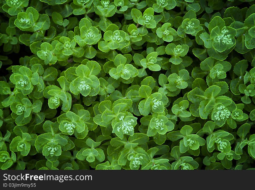 Green Flower Leaf in the background.