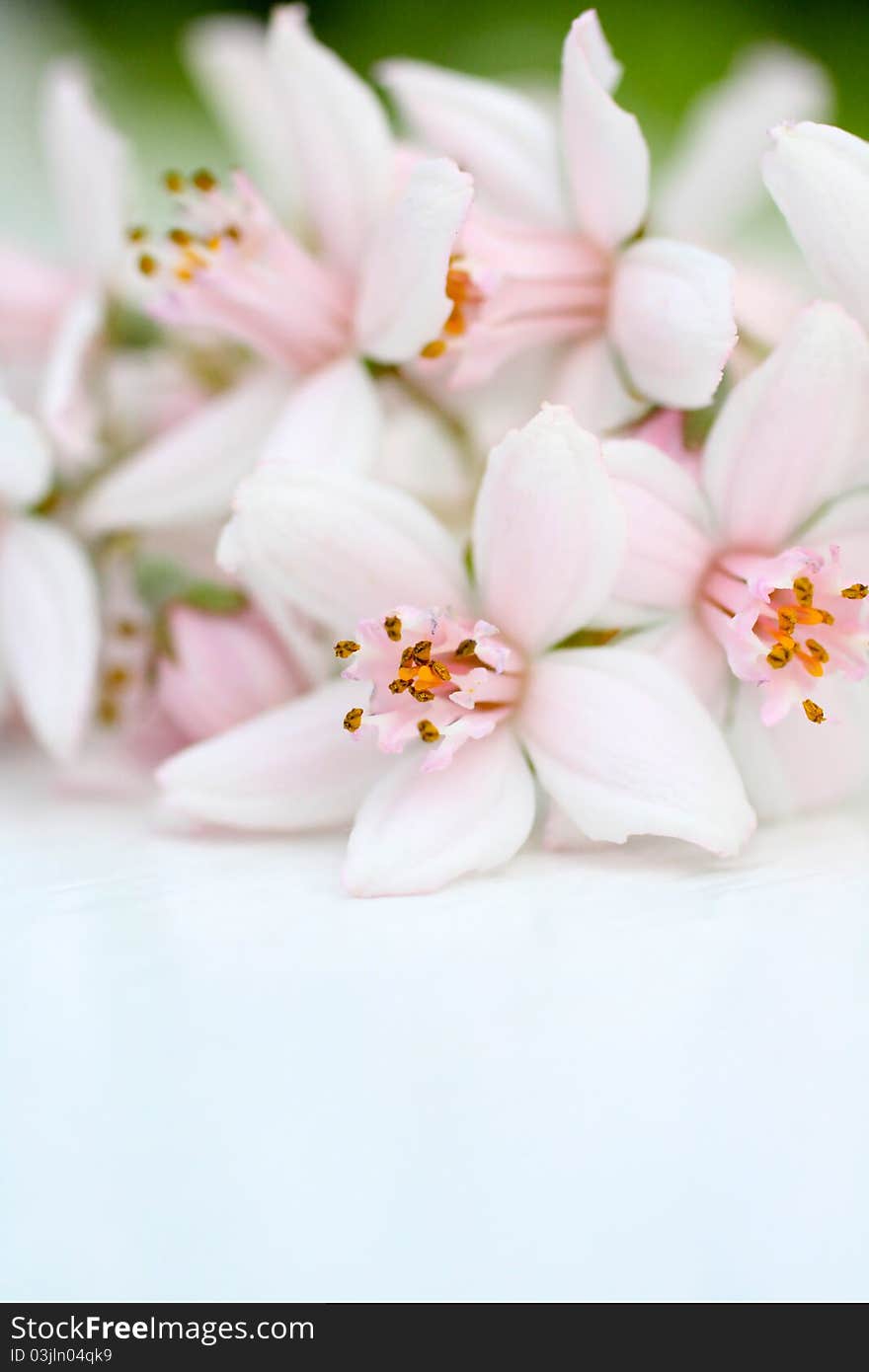 Fresh, pink flowers background