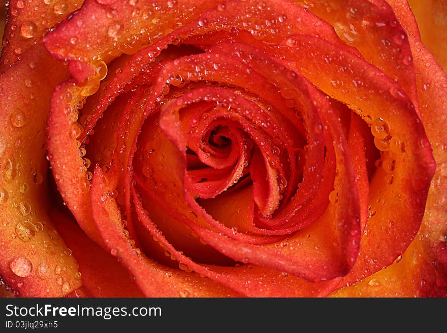 Rose with water drops, close-up. Rose with water drops, close-up.